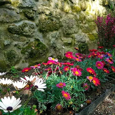 Boavista Charming With Garden By Great&cosy * Porto